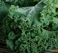 SR12Store 20 Kale Dwarf Blue Curled Scotch Kale Seeds Nongmo Heirloom US Product - £6.44 GBP