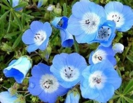 BZ Baby Blue Eyes 100 Seeds Fresh Garden - $8.11