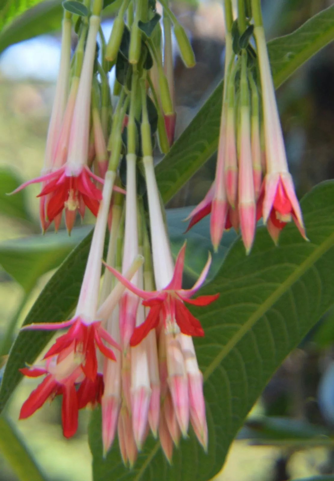 Fuchsia boliviana Alba 100 high germination Seed - $14.86