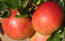 25 Seeds Fiesta Apple Fresh Seeds - $8.99