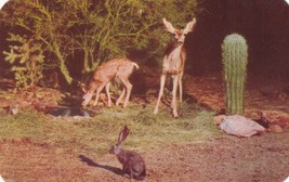 Arizona Wild Deer Jackrabbit Cactus at Night Postcard D14 - $2.99