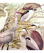 Egret Crane And Herons 1936 Bird Art Lithograph Color Plate Print DWU12B - $29.99