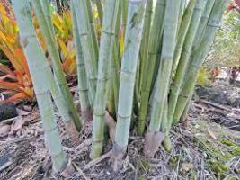 Angel Mist &quot;White/Ghost&quot; Clumping Bamboo (Dendrocalamus)-1 Value Priced ... - $49.99