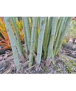 Angel Mist &quot;White/Ghost&quot; Clumping Bamboo (Dendrocalamus)-1 Value Priced ... - $49.99