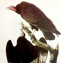 Turkey Vulture Bird 1950 Lithograph Print Audubon Nature First Edition DWU14B - £23.91 GBP