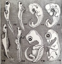 Embryonic Stages In Salamander Turtle 1878 Victorian Medical Anatomy Print DWV6C - £19.92 GBP