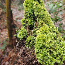 White Cushion Moss Seeds Leucobryum glaucum Pale Gray - €9,17 EUR
