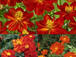100 Ct Seeds Cosmos Dwarf Red Sulphur Flower Cosmos Sulphureus Usa Annual Bees - £9.65 GBP
