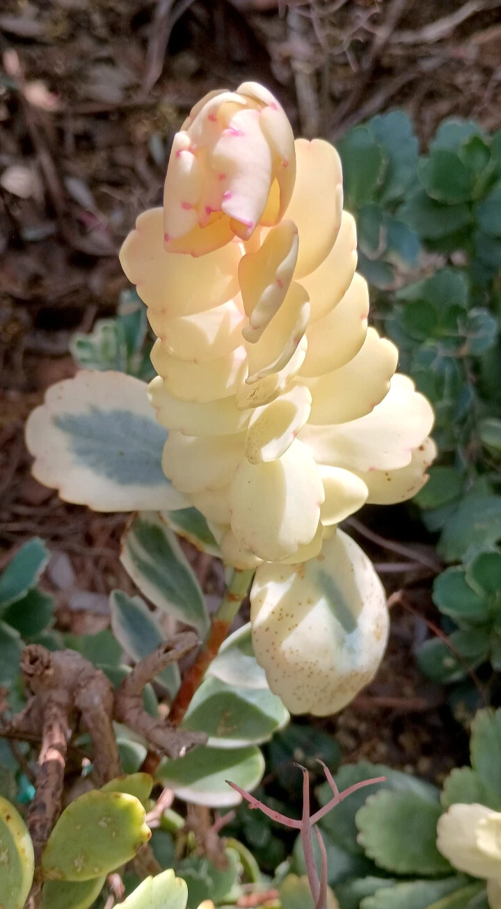 Kalanchoe Borealis Variegated 10&quot;+, Beautiful Healthy Rooted HTF Succulent - $21.16