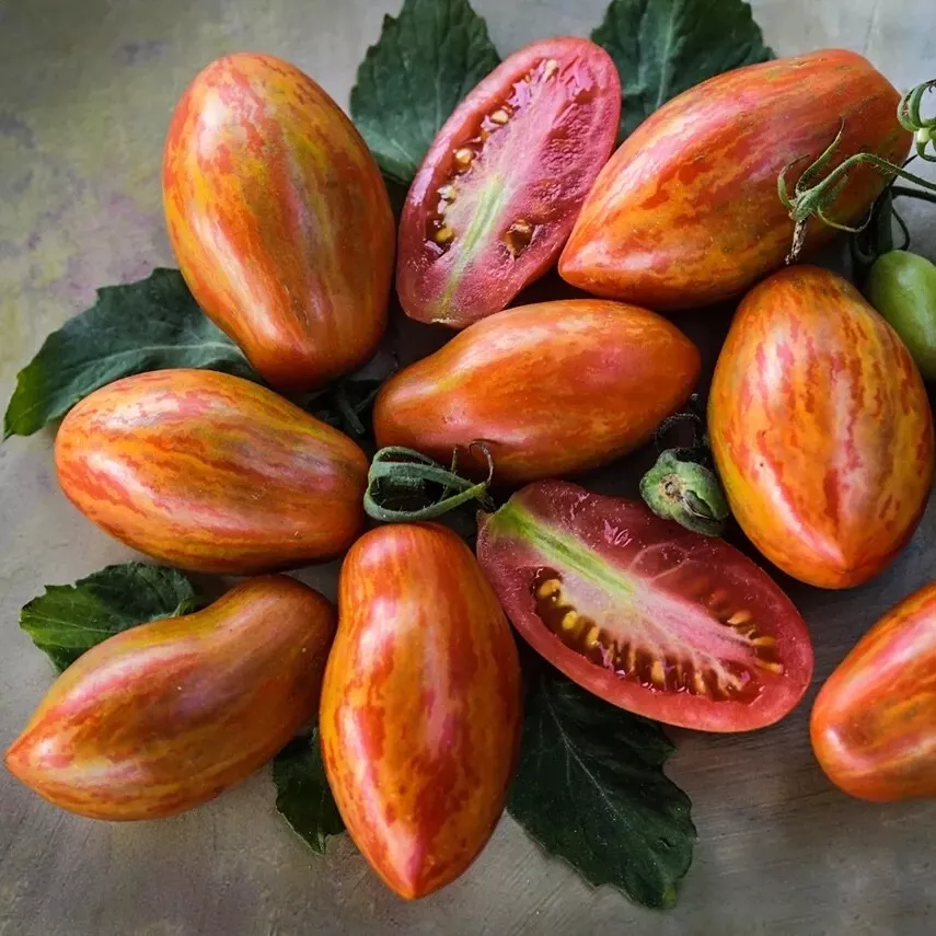 15 Organic Prairie Fire Tomato Seeds Fresh Seeds - $11.15