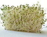 1 Oz=12,500 Seeds Organic Alfalfa Sprouting Seeds A,B,C,E,K,Calcium,Iron... - $8.99