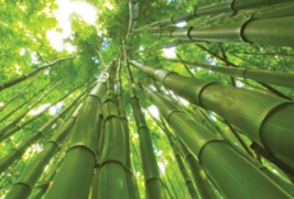 50 Pc Seeds Giant Bamboo Plant, Perennial Bamboo Seeds for Planting | RK - £13.27 GBP