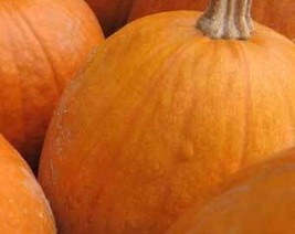 Seeds USA Seller 15 Sugar Pie Pumpkin Seeds - £9.40 GBP