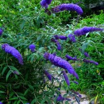 US Seller Purple Butterfly Bush Seed Fast Shipping - £10.01 GBP