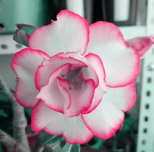 BELLFARM Adenium White Petals Rose Red Edge Flowers Bonsai Desert Rose seeds - £8.45 GBP
