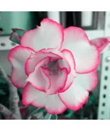 BELLFARM Adenium White Petals Rose Red Edge Flowers Bonsai Desert Rose s... - $14.84 CAD