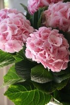 5 Light Pink Hydrangea Seeds Hardy Garden Shrub - $10.00