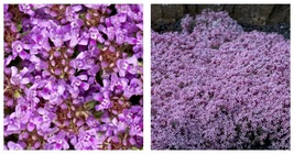 Creeping Thyme Seeds Beautiful Blooms Dwarf 6 Inch Variety 2,000 Seeds - £13.61 GBP