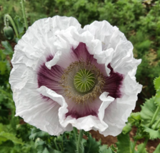 Poppy ELKA WHITE Breadseed Giant Closed Seed Pods Edible Seeds Organic 500 Seeds - £6.67 GBP