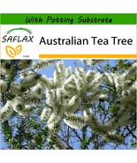 SAFLAX  - Australian Tea Tree - Melaleuca - 400 seeds - With soil - $5.35