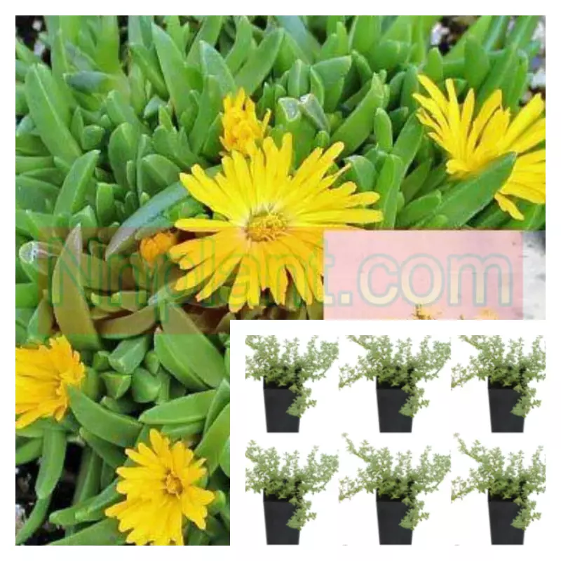 Delosperma Nubigena Yellow Hardy Ice 6pks Of 2Inches Succulent Live Plant  - $28.97