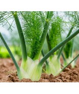 PSA 250 Empress Tree Seeds Growing Hardwood Fast Grow - €15,06 EUR