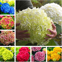 Hot New 20 pcs/Bag Hydrangea Bonsai Mixed Color Japan Hydrangea Bonsai Viburnum  - £4.87 GBP