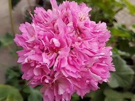 Geranium Rose Red &amp; Light Pink Flowers, 10 seeds - £9.59 GBP