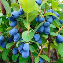 30 Honeyberry Blue Honeysuckle Lonicera Caerulea Edible Fruit Shrub Seeds Fresh  - $14.90