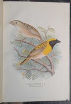 Baya Weaver. Illustration tirée de pinsonsons étrangers par Arthur G. 1899 - £30.08 GBP