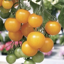 Tumbling Tom Yellow Tomato Seeds 25 Seed age For Your Garden - $7.25