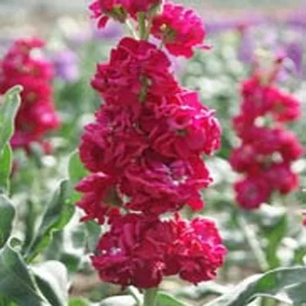 Stock- Matthiola Incana Ten Week -Crimson- 50 Seeds Fresh Garden - £6.10 GBP