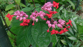 CLERODENDRUM~Bleeding Heart Vine Red Purple Rooted Starter Plant 5&quot; tall - £28.89 GBP
