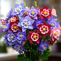 400 Columbine Mckana Giants Seeds Perennial Spring Mix Flower Bees - $168.75 MXN