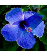 50 Blue Hibiscus Seeds Hibiscus Rosa Sinensis Garden Flowers Seed Fresh ... - $5.98