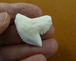 (S5-176) 1-5/16&quot; White TIGER SHARK mouth specimen to be wired as a penda... - $44.87