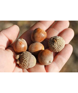 HSeeds Swamp White Oak Acorns Quercus Bicolor Seeds Acorns For Planting ... - €5,99 EUR