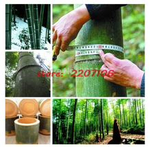 SL 40/100+ Seeds Giant Wholesale-Large Phyllostachys Pubescens Moso Bamboo Seeds - $2.75