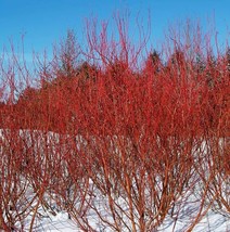 Live Plant - Cornus Sericea Stolonifera Red Baileyi Twig Dogwood - 4&quot; Pot - $76.99