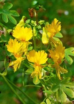 70 Seeds Canary Creeper Nasturtium Vine Tropaeolum Peregrinum Yellow Bird Flower - $18.22