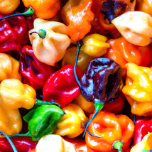 HSeeds 20+ Habanero Pepper Rainbow Mix Seeds | Hot Color Blend, Non-Gmo ... - $3.90
