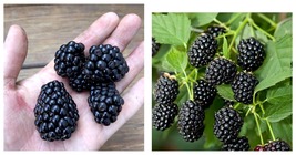 1-2 yr Old - 1 CADDO Live Thornless Blackberry Plant - Ready for Planting - £47.95 GBP