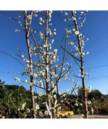 Shiro Kaga Ume Flowering Apricot 2 To 3 Feet Ship In 6 Pot Fresh Garden - $2,909.72 MXN