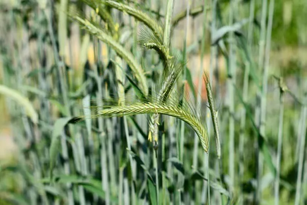 300 SeedsCat Grass/Cereal Rye Heirloom Organic Non GMO - $9.80