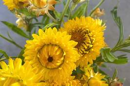 Golden Yellow Strawflower Seeds | Everlasting Blooms | Cut &amp; Dried Flowe... - $4.99+