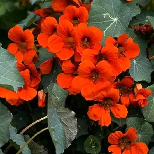 Fresh Nasturtium Empress Of India Red Vine 16&quot; ds Edible 20 Seeds - £6.30 GBP