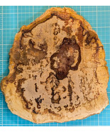 Petrified Wood Large Decorative Crystal Slice ≥7.0 &quot; &amp; over 20 oz (Item ... - $58.46 CAD