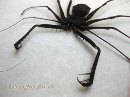 Real Giant Whip Spider Charon Grayi Framed Entomology Museum Quality Shadowbox  - $129.00