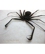 Real Giant Whip Spider Charon Grayi Framed Entomology Museum Quality Sha... - £102.79 GBP