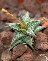 RARE ALOE DESCOINGSII succulent exotic cactus cacti agave haworthia 2&quot; plant - £11.98 GBP